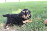 Logan, a male Cavapoo for sale in Fresno, OH – 8 of 10