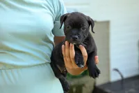 Moose 🐶, a male Staffordshire Bull Terrier for sale in Fresno, OH – 9 of 10