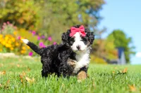 Bena, a female Miniature Bernedoodle for sale in Fresno, OH – 6 of 9