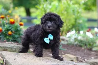 Dakota, a male Havapoo for sale in Fresno, OH – 6 of 7