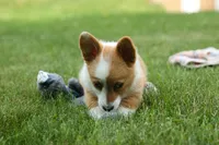 Dixie 🐶💖, a female Pembroke Welsh Corgi for sale in Fresno, OH – 4 of 10
