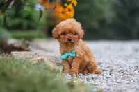 Luca, a male Cavapoo for sale in Fresno, OH – 8 of 9