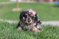 Lainey, a female Cavapoo for sale in Fresno, OH – Photo 4 of 8