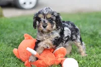 Lainey, a female Cavapoo for sale in Fresno, OH – Photo 5 of 8