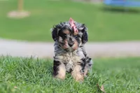 Lainey, a female Cavapoo for sale in Fresno, OH – Photo 8 of 8