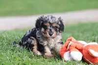Lainey, a female Cavapoo for sale in Fresno, OH – Photo 6 of 8