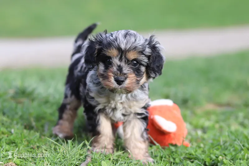 Lainey – Cavapoo puppy for sale in Fresno, OH