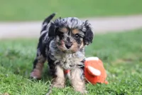 Lainey, a female Cavapoo for sale in Fresno, OH – Photo 1 of 8