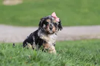 Lainey, a female Cavapoo for sale in Fresno, OH – Photo 3 of 8