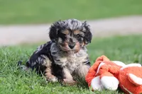 Lainey, a female Cavapoo for sale in Fresno, OH – Photo 2 of 8