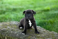 Moxie 💖, a female Staffordshire Bull Terrier for sale in Fresno, OH – 9 of 10