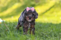 Lexi, a female Poodle - Miniature  for sale in Fresno, OH – 3 of 10