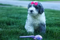 Gabby 🩷🐶, a female Cavapoo for sale in Fresno, OH – 7 of 10
