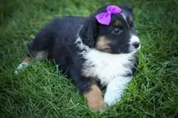  Larson 🐶, a female Miniature Aussiedoodle for sale in Fresno, OH – 5 of 9