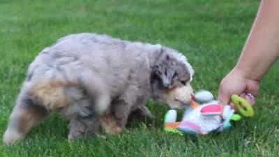 Ivy, a female Miniature Bernedoodle for sale in Fresno, OH – 6 of 6