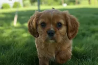 Ford 💙, a male Cavalier King Charles Spaniel for sale in Fresno, OH – 4 of 10