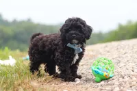 Riley, a male Havapoo for sale in Fresno, OH – 4 of 6