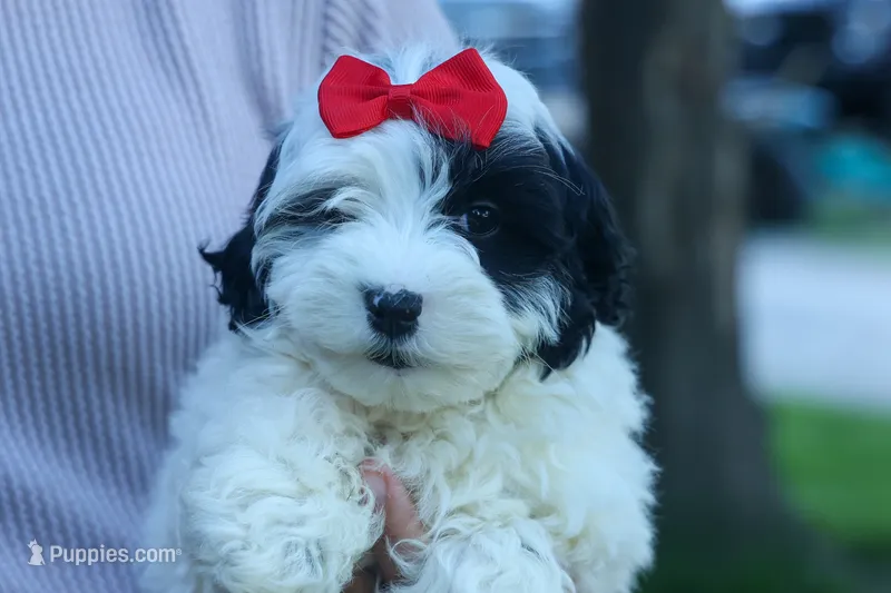 Gizmo 🐶 – Cavapoo puppy for sale in Fresno, OH