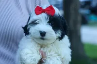 Gizmo 🐶, a male Cavapoo for sale in Fresno, OH – 7 of 10