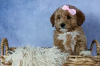 🐾 Meet Nixie – F2B Mini Goldendoodle Puppy 🐾, a female Miniature Goldendoodle for sale in Fresno, OH – 3 of 7