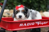  Prince , a male Cavapoo for sale in Fresno, OH – 6 of 10