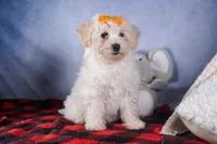 Darla, a female Bichon Frise for sale in Fresno, OH – Photo 4 of 10