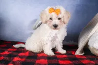 Darla, a female Bichon Frise for sale in Fresno, OH – Photo 9 of 10