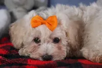 Darla, a female Bichon Frise for sale in Fresno, OH – Photo 8 of 10