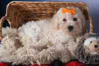 Darla, a female Bichon Frise for sale in Fresno, OH – Photo 10 of 10