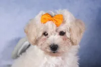 Darla, a female Bichon Frise for sale in Fresno, OH – Photo 3 of 10