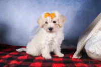 Darla, a female Bichon Frise for sale in Fresno, OH – Photo 7 of 10