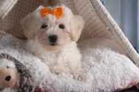 Darla, a female Bichon Frise for sale in Fresno, OH – Photo 6 of 10