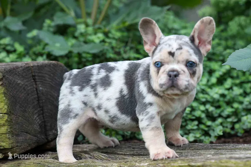 Finn 🐾 – French Bulldog puppy for sale in Fresno, OH