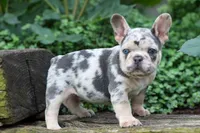 Finn 🐾, a male French Bulldog for sale in Fresno, OH – 1 of 9