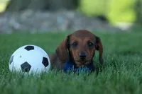 Hunter 💙🐾, a male Miniature Dachshund for sale in Fresno, OH – 5 of 10