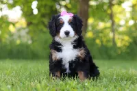Molly, a female Miniature Bernedoodle for sale in Fresno, OH – 3 of 6