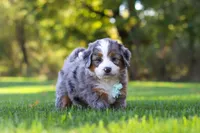 Pete, a male Miniature Bernedoodle for sale in Fresno, OH – 2 of 10