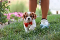 Carter, a male Cavalier King Charles Spaniel for sale in Fresno, OH – 2 of 9