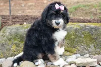 Darla, a female Bernedoodle for sale in Fresno, OH – 7 of 9