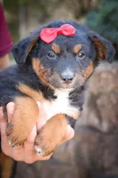 Lincoln💙, a female Miniature Aussiedoodle for sale in Fresno, OH – 6 of 7
