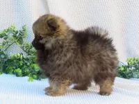 Polly 🐾🌸, a female Pomeranian for sale in Fresno, OH – 3 of 10