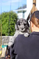 Roxy, a female Newfypoo for sale in Fresno, OH – 6 of 7