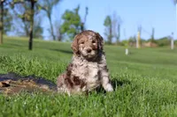 Hudson, a male Newfypoo for sale in Fresno, OH – 5 of 8