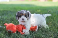 Kai, a male Cavapoo for sale in Fresno, OH – 5 of 7