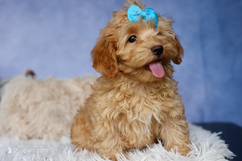 Eugene 💛🐾 – Havapoo puppy for sale in Fresno, OH