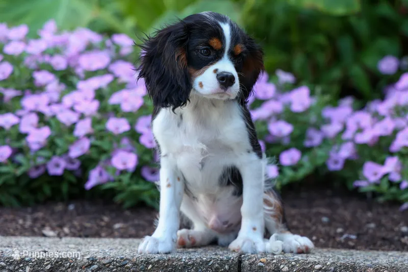 Dotson 🐾 – Cavalier King Charles Spaniel puppy for sale in Fresno, OH