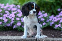 Dotson 🐾, a male Cavalier King Charles Spaniel for sale in Fresno, OH – 1 of 9