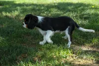 Maxwell 🐾🐶, a male Cavalier King Charles Spaniel for sale in Fresno, OH – 3 of 8