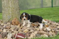 Charlie 🐶✨, a male Beagle for sale in Fresno, OH – 2 of 10