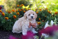 Benji, a male Havapoo for sale in Fresno, OH – 6 of 7